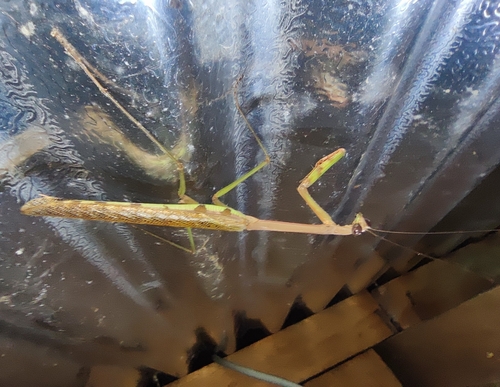 Plistospilota mabirica