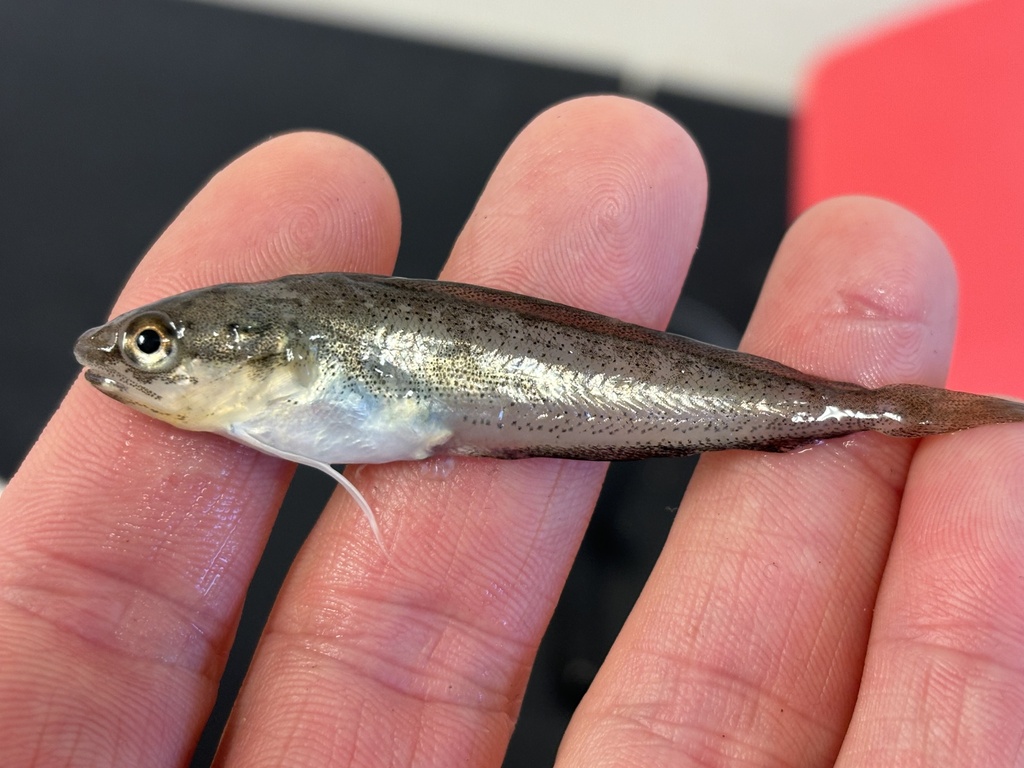 Spotted Hake in February 2024 by Sean D Sipple · iNaturalist