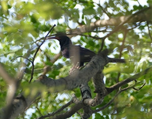 Green Woodhoopoe