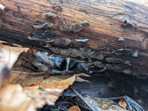 Resupinatus (Photo 2 of 3)