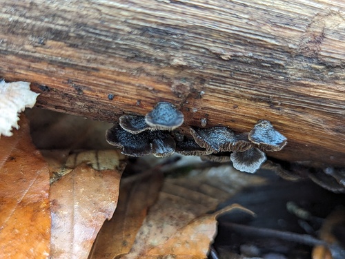 Resupinatus (Photo 3 of 3)