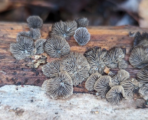 Resupinatus
