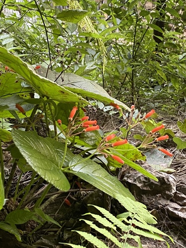 Sinningia macropoda