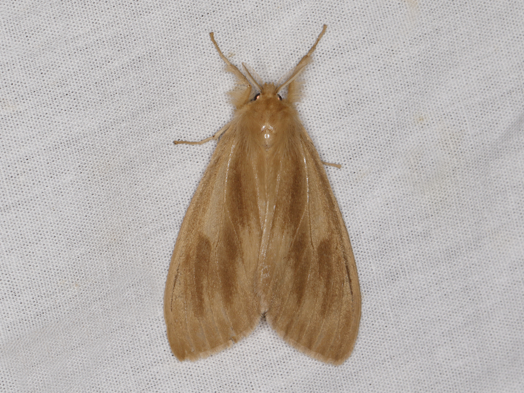 Laelia atestacea from Dibang Valley Jungle Camp, Arunachal Pradesh ...