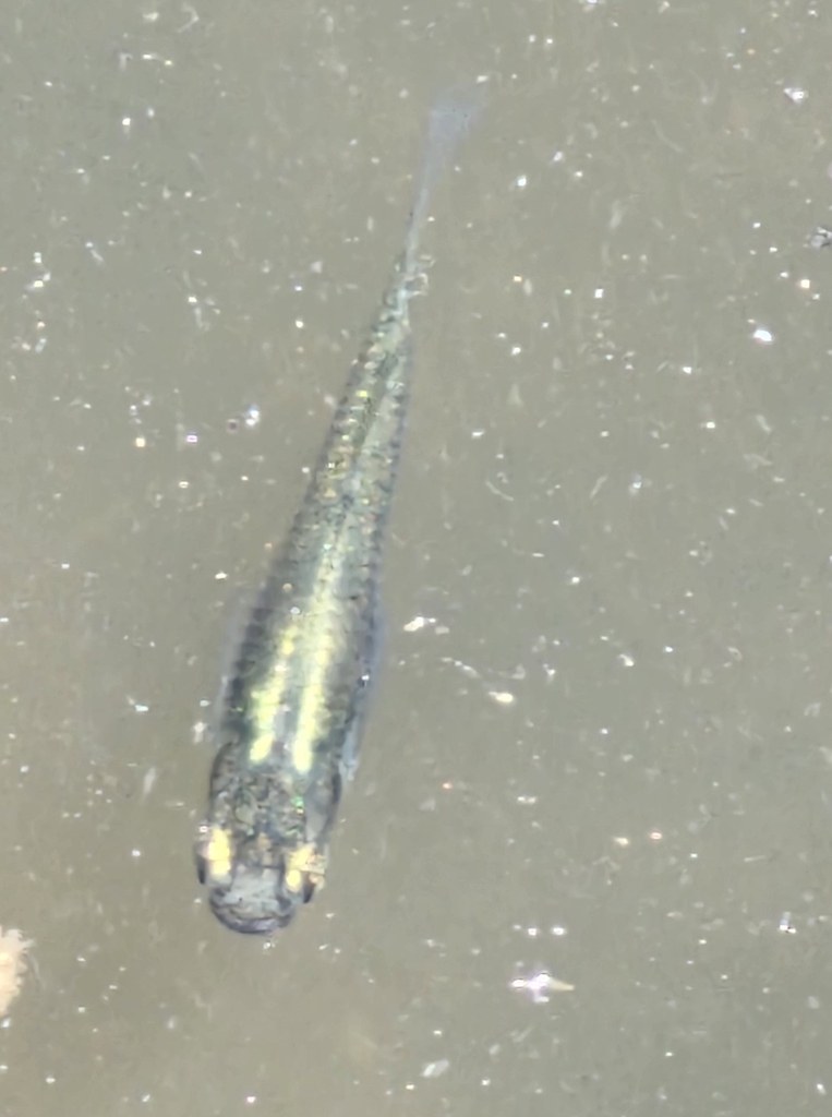 Eastern Mosquitofish from Separation Tree Rest House, Melbourne VIC