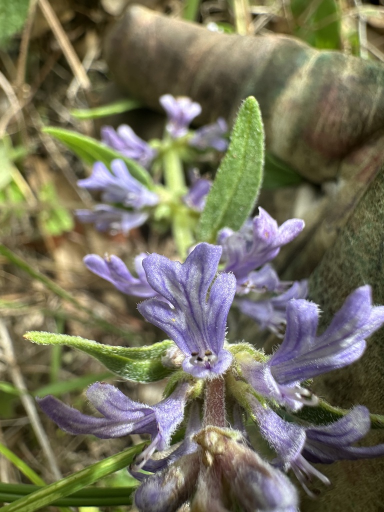 Lesser Bugle Austral Bugle from Bellata St, The Gap, QLD, AU on February 6, 2024 at ...