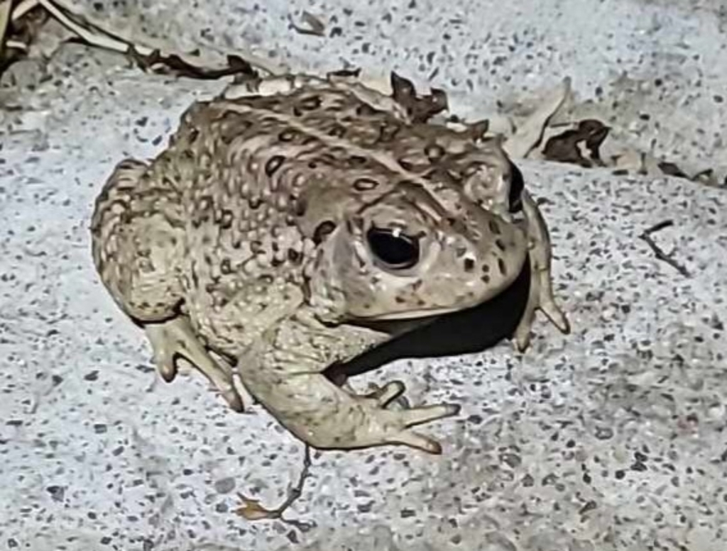 Woodhouse's Toad from Boulder City on February 5, 2024 at 10:01 PM by ...