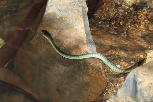 Common Tree Snake sighting