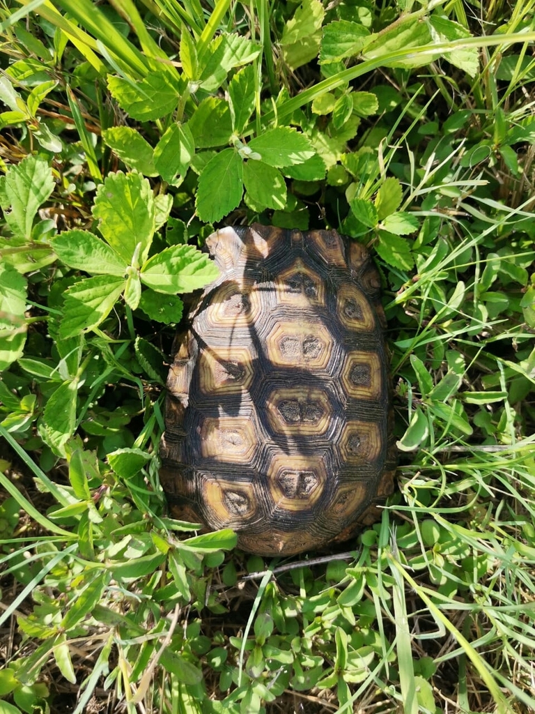 Speke's Hinge-back Tortoise from Mbombela, South Africa on February 3 ...