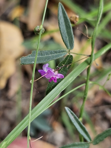 Glycine cyrtoloba Tindale