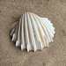 Great Ribbed Cockle - Photo (c) Georg H. Engelhard, all rights reserved, uploaded by Georg H. Engelhard
