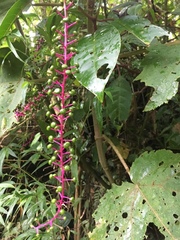 Phytolacca rivinoides image