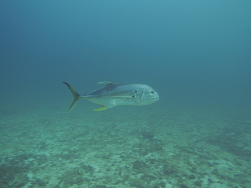 Atlantic Crevalle Jack