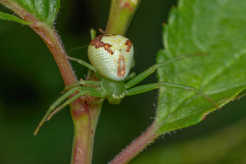 Triangle Crab Spider
