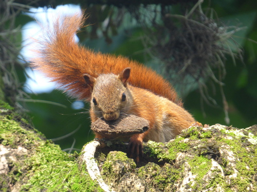 Red-tailed Squirrel