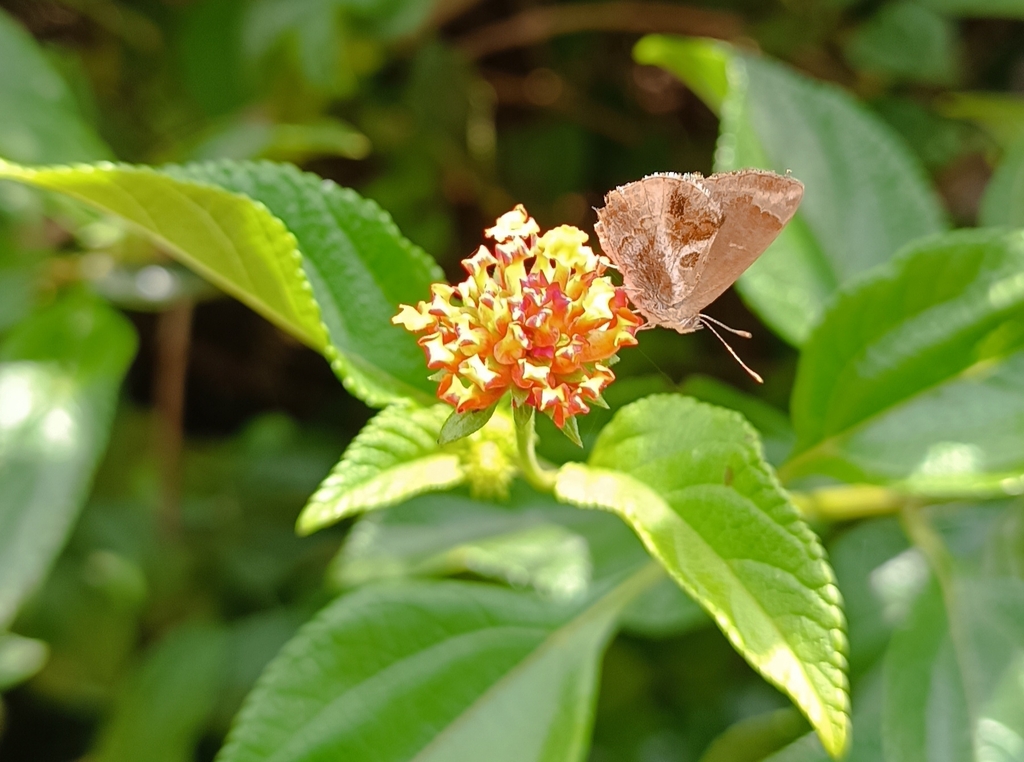 Lantana ScrubHairstreak from Manguinhos, Serra ES, Brasil on