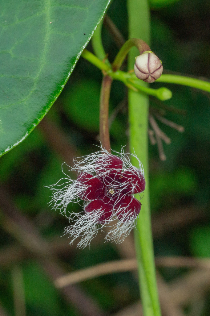 Campestigma purpureum (Campestigma purpureum)