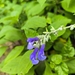 Salvia consobrina - Photo 由 Alex Diaz 所上傳的 (c) Alex Diaz，保留所有權利