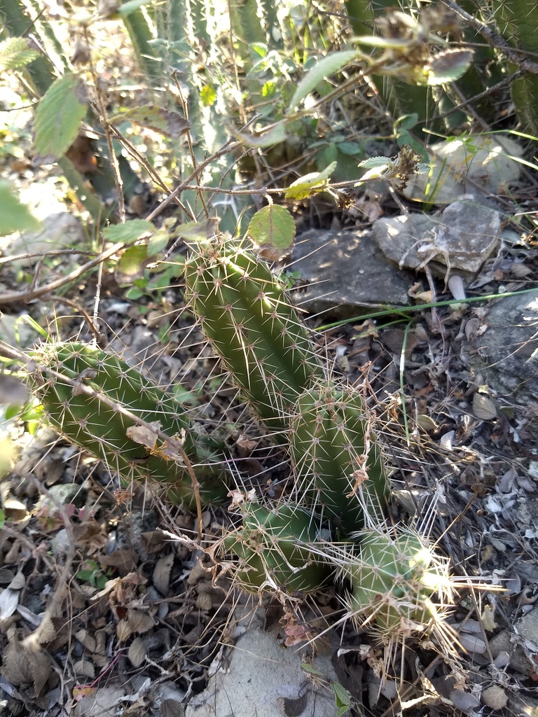 Echinocereus pentalophus leonensis from Sin Nombre de Col 65, Monterrey ...
