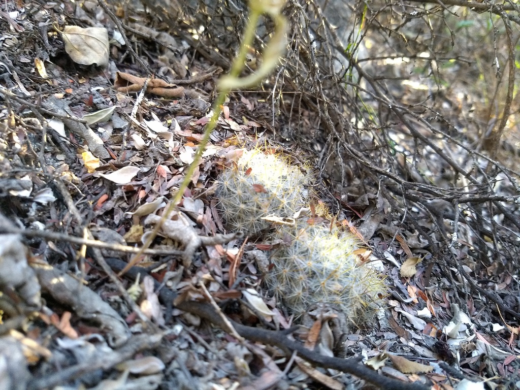 Mammillaria prolifera multiceps from Sin Nombre de Col 65, Monterrey, N ...