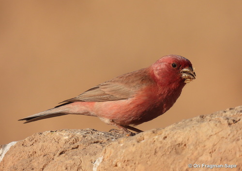 Sinai Rosefinch