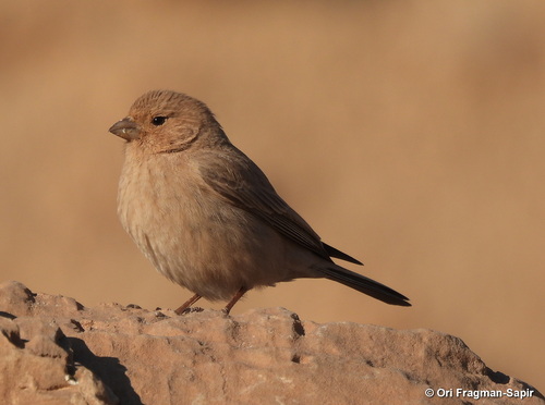 Sinai Rosefinch