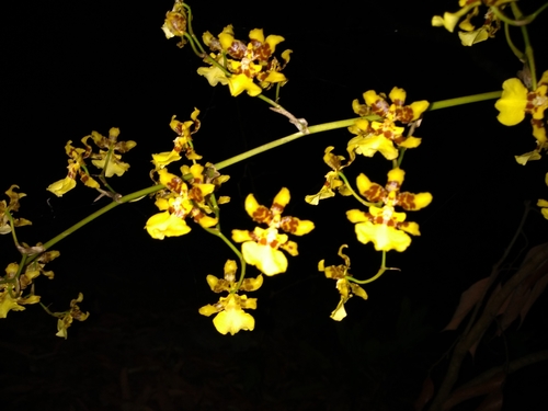 Kandyan Dancer Orchid