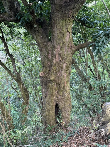 Quercus corrugata