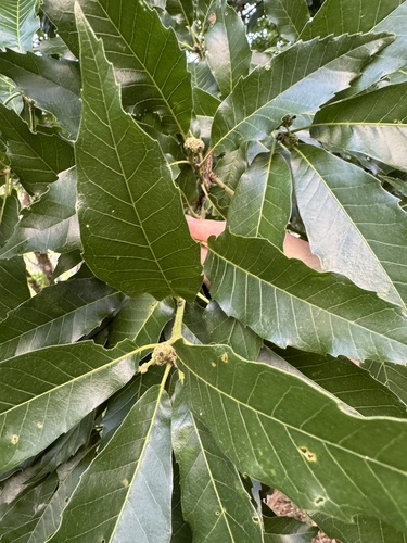 Quercus corrugata