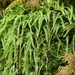 Waved Silk-Moss - Photo (c) Rand Rudland, all rights reserved, uploaded by Rand Rudland