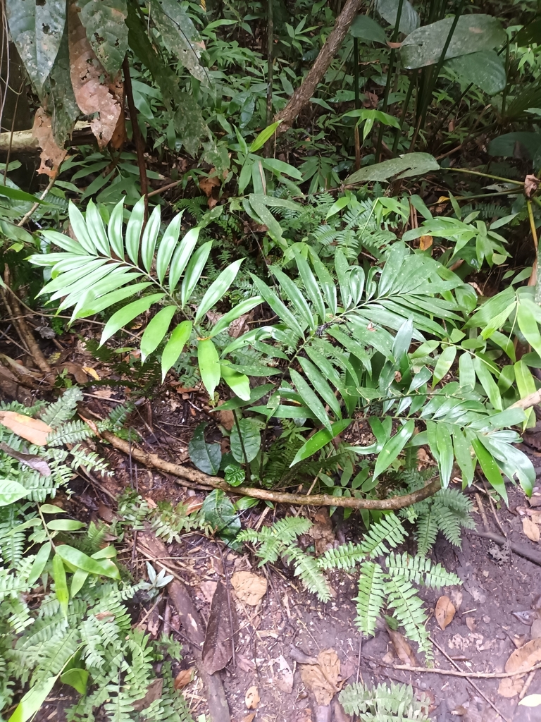 Zamia muricata (Prickly Zamia)