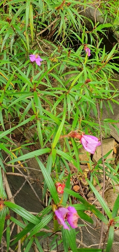 Melastoma ariffinii