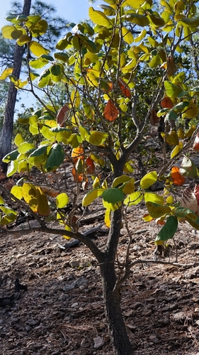 Tarahumaran Oak