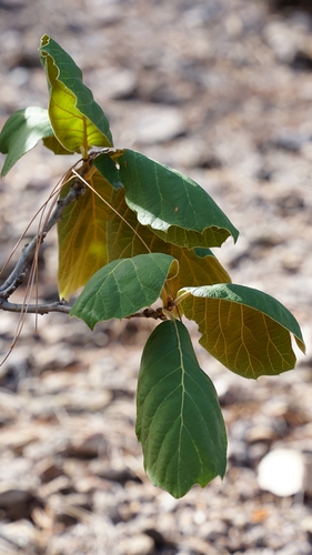 Tarahumaran Oak