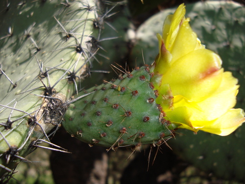 Opuntia streptacantha