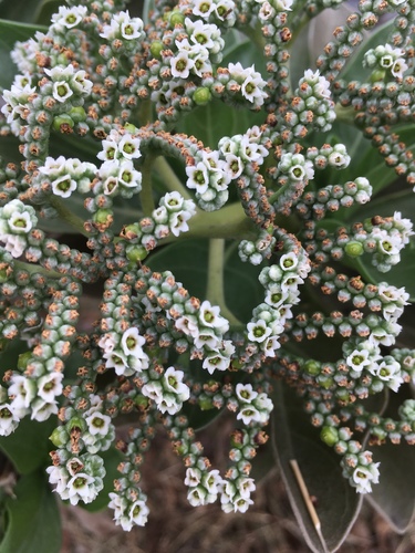 tree heliotrope