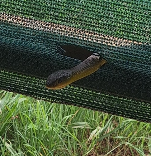 Common Tree Snake sighting