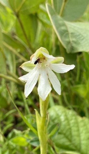 Habenaria macrura