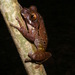 Ocellated Forest Tree Frog - Photo (c) Gregor Jongsma, all rights reserved, uploaded by Gregor Jongsma