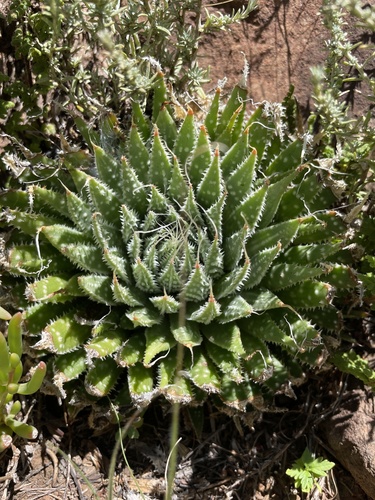 Lace Aloe