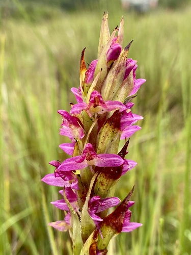 Disa aequiloba