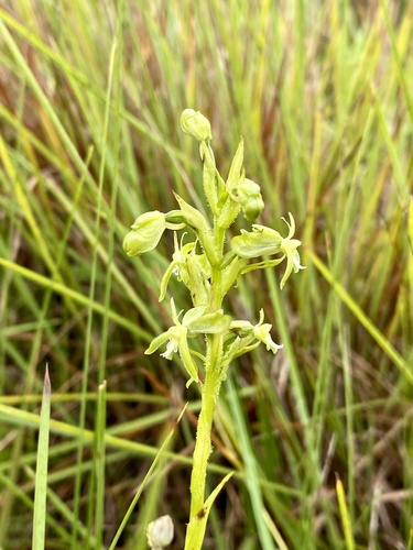 Habenaria kyimbilae
