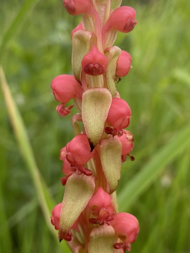 Satyrium coriophoroides