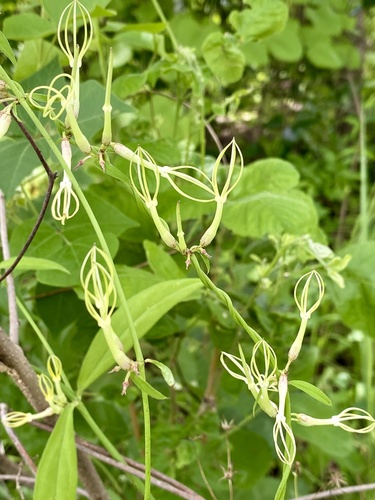 Ceropegia stenantha