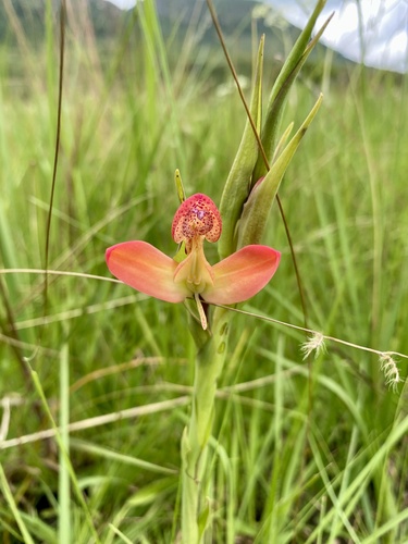 Disa ornithantha