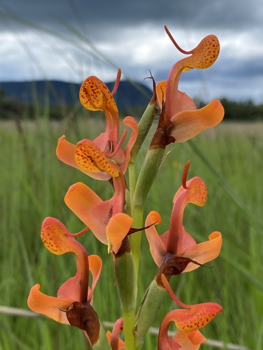 Disa erubescens erubescens