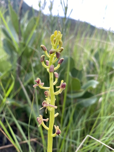 Pantropical Widelip Orchid