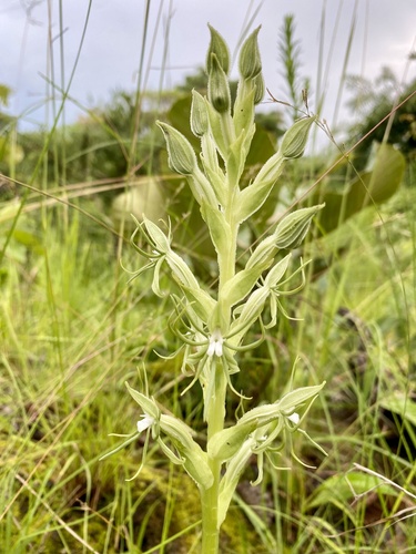 Habenaria lindblomii