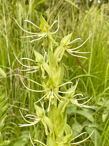 Habenaria mechowii