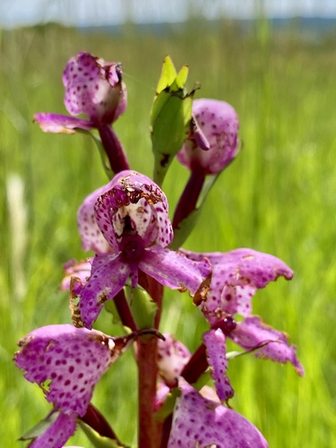Disa walleri